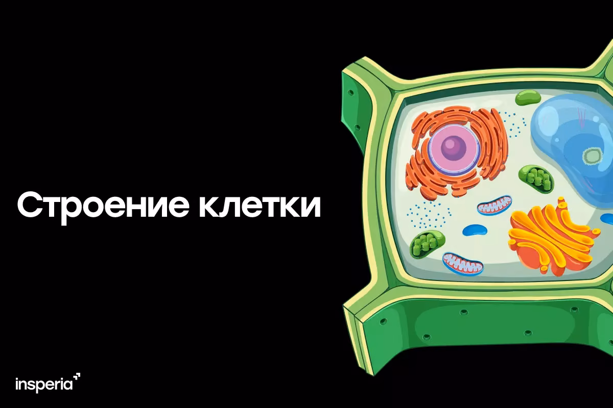 Строение и функции клеток для ЕГЭ по биологии