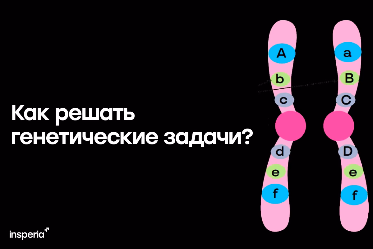 Как решать генетические задачи ЕГЭ по биологии